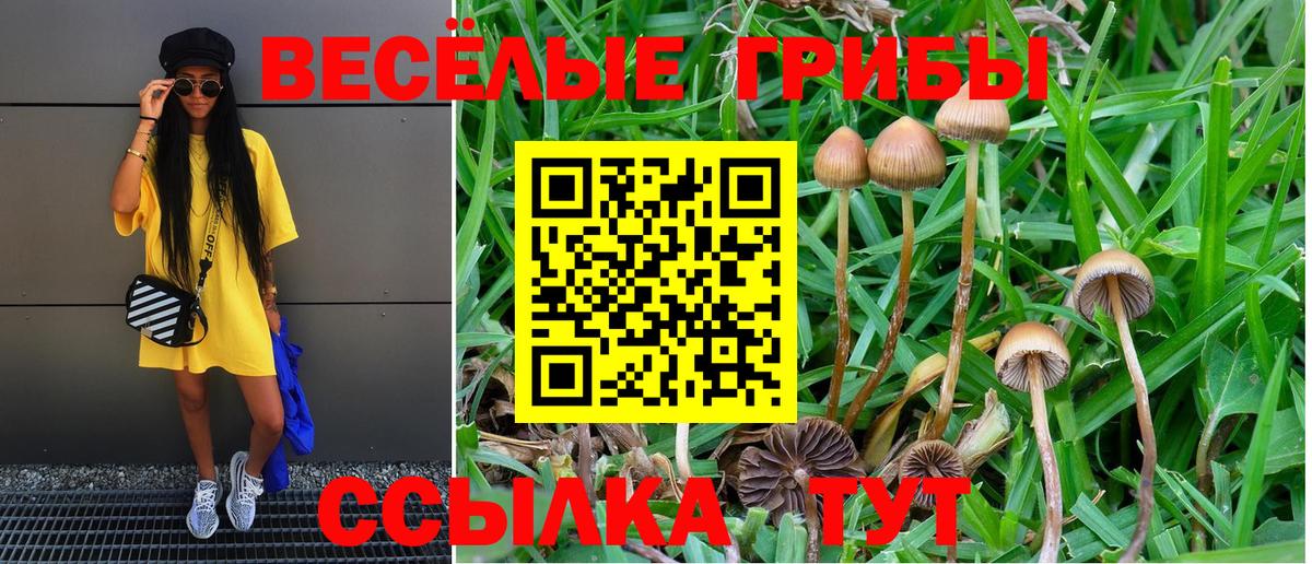 Галлюциногенные грибы Cubensis  Галлюциногенные грибы прущие грибы  Вход с VPN  Шатура 